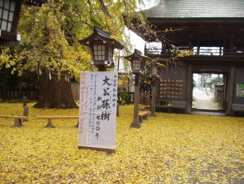 今宮神社の大公孫樹　３
