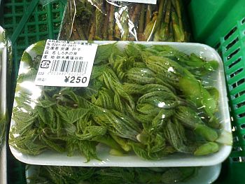 ふれあいの里しおや シロキ