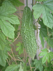 ゴーヤ　’１０