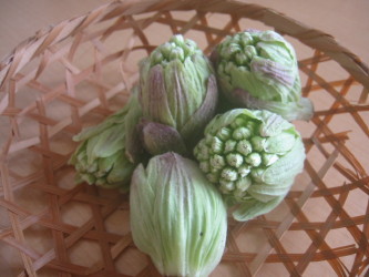 ふきのとう　’１０．３