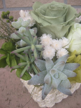 インドアプランツアレンジ’０８．７（外・多肉アップ）