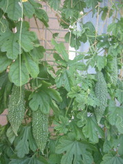 ゴーヤ’１０．９