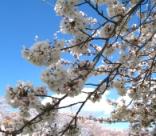 香流桜１