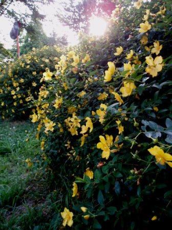 公園の黄色い花