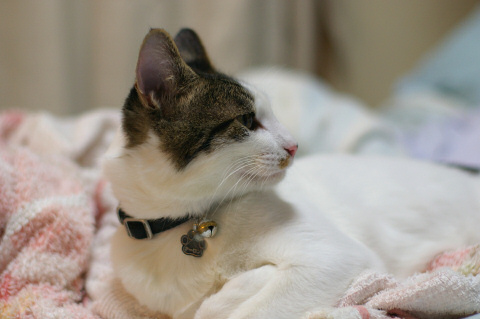 kuro060930_2.jpg