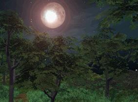 野営場の森と月