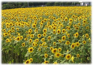 ひまわり畑