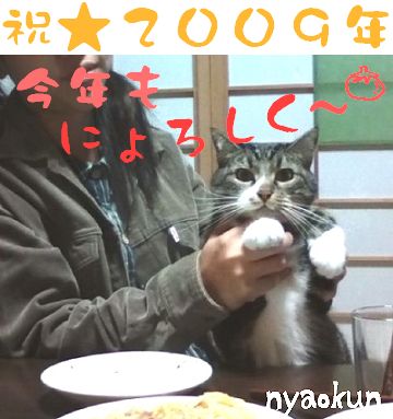 【謹賀新年】島猫＆飼い主です。