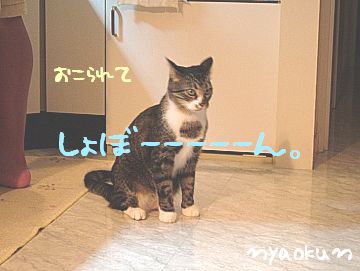 怒られちゃった・・・
