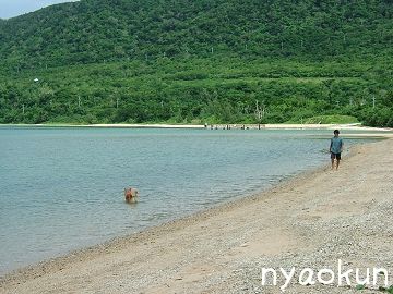 【立秋】海を歩く旦那＆モモ