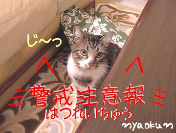 【用心猫】警戒中。