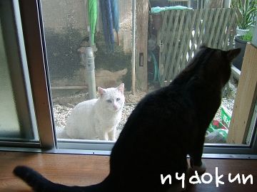 【島猫】野良猫シロとゆんたく。