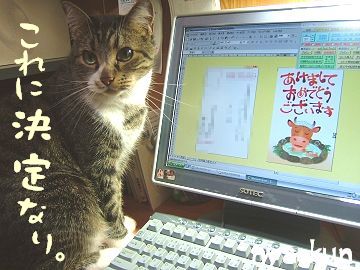 年賀状が気になる島猫。