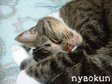 【島猫】寝る猫は育つのダ。