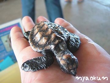 ウミガメの赤ちゃん（手の平サイズ）
