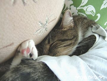 睡眠中 z z z