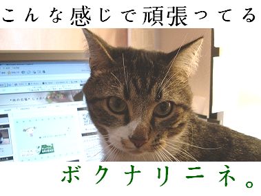ブログ猫