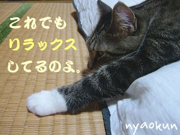 【休憩猫】横から見た様子。