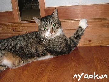 【島猫】害虫退治はオレに任せろ！