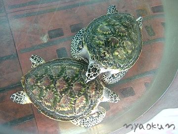 自然破壊で減っているウミガメ。