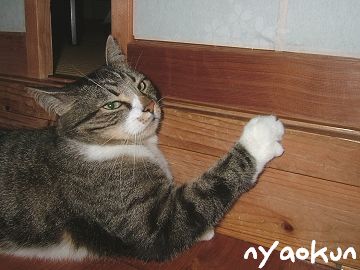 【島猫】夜中の任務遂行中。