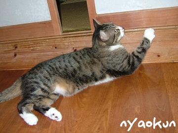 【島猫】真剣に待機。