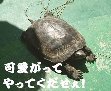大事な弟をどうか・・・