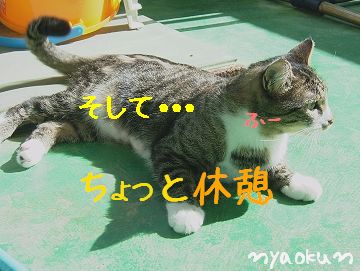 【島猫体操】疲れたら～