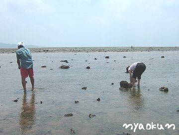 【潮干狩り】浅利はどこだ～い！