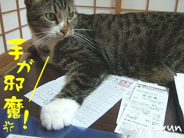 【島猫】仕事の邪魔をしないで下さい･･。