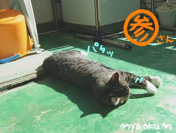 【島猫体操】さーん♪