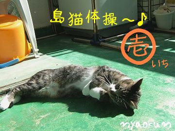 【島猫体操】いっち♪