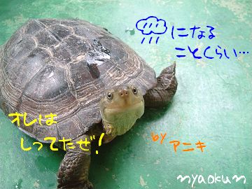 兄貴の登場。
