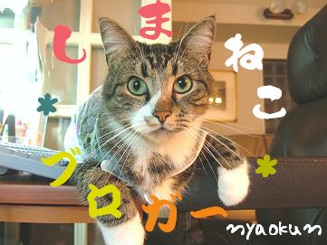 【島猫マン】実はブロガーでもあります。