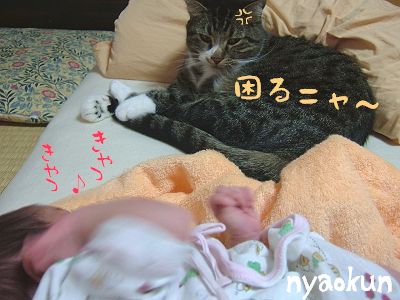 【島猫】迷惑そうです・・・