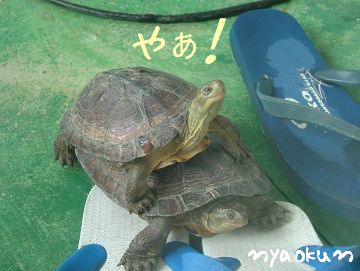 【新入り】弟分のダニエル。