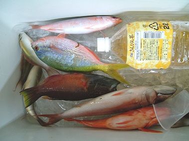 ３月２２日*釣り成果