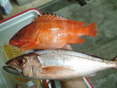 みーばいと・・・