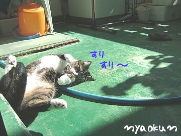 【島猫】気分がいいと～
