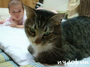 【島猫】そんなに見ないでよ。