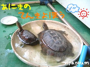 兄貴は天気予報士