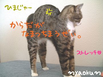 のびのび体操