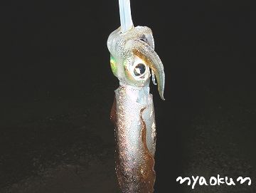 【夜釣り】白イカ（約30ｃｍ）