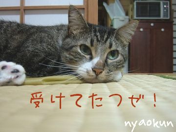 【島猫】台風なんか怖くないサ！