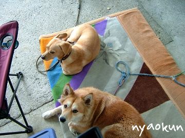【島犬】仲良くしています
