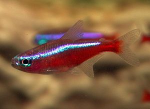 cardinal_tetra.jpg