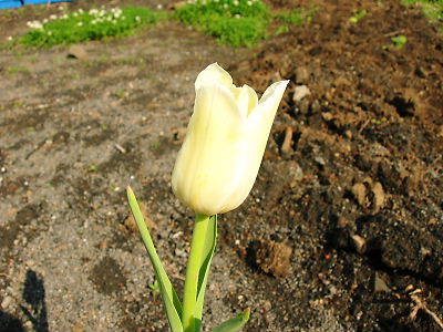 チューリップ２