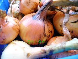 玉ねぎの収穫２００８/５/２６その２