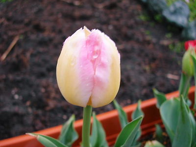 チューリップ３