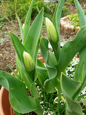 チューリップのつぼみ